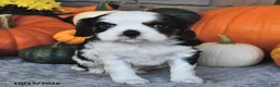 Cavalier King Charles Spaniel dogs for sale: Colleen  - Ad 2