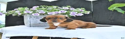 Dachshund dogs for sale: Cole - Ad 3