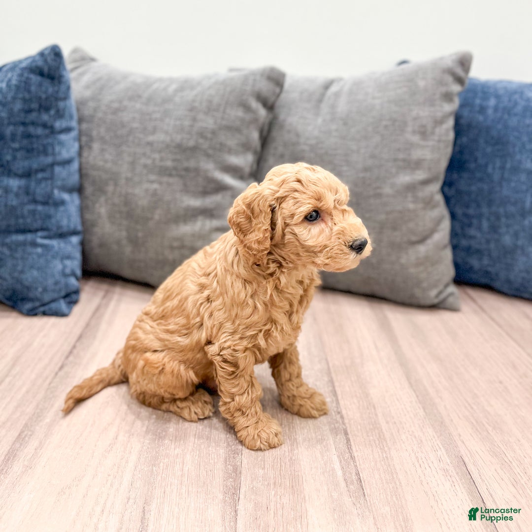 Goldendoodle dogs for sale: Banjo - Ad 3