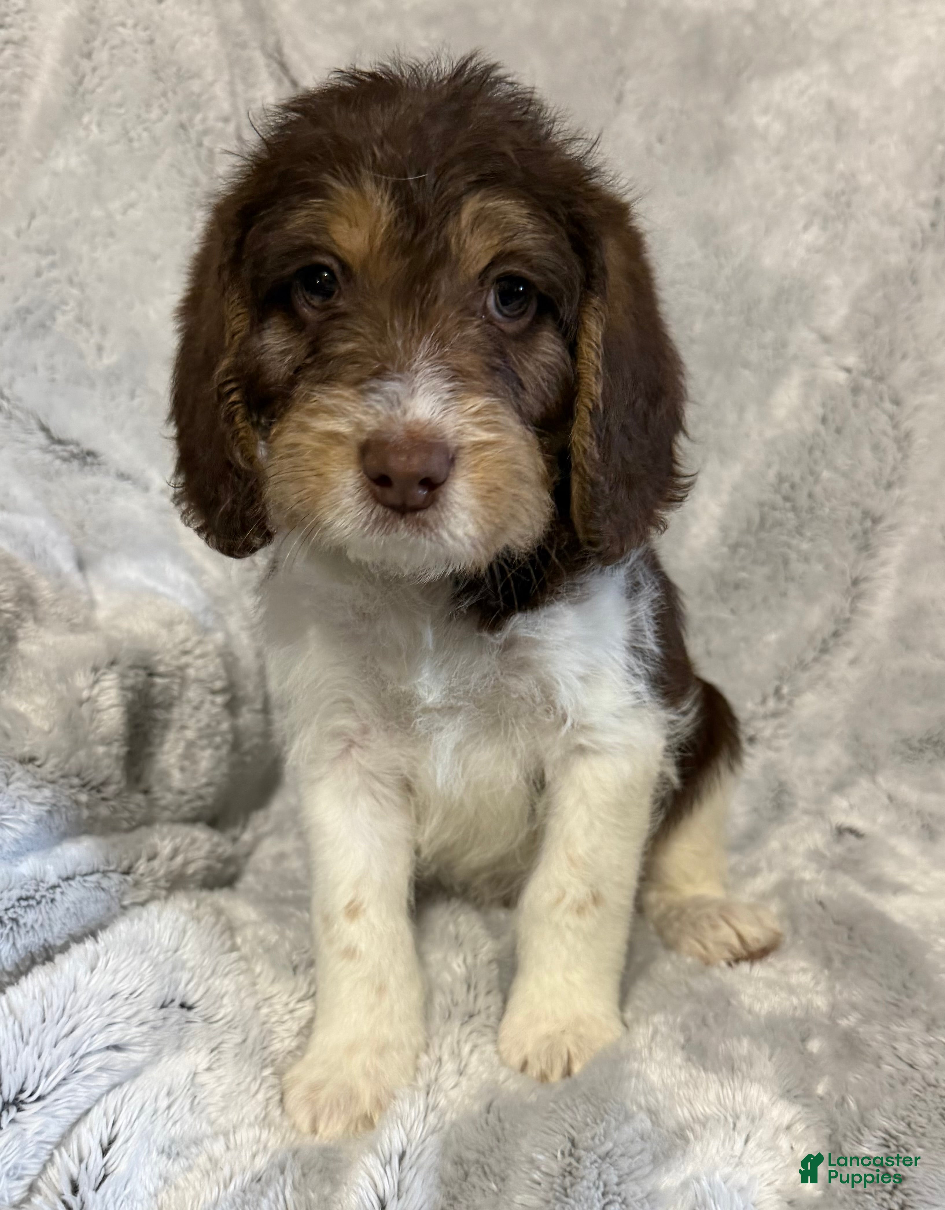 Mixed Breed dogs Seth - Ad 1