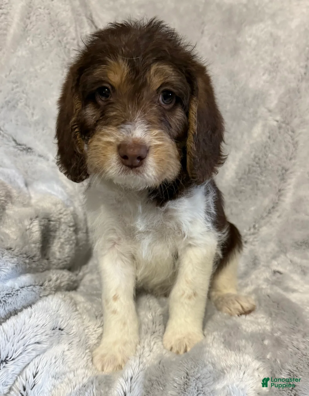 Mixed Breed dogs for sale: Seth - Ad 1