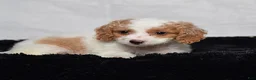 Cavapoo dogs for sale: Willow - Ad 4