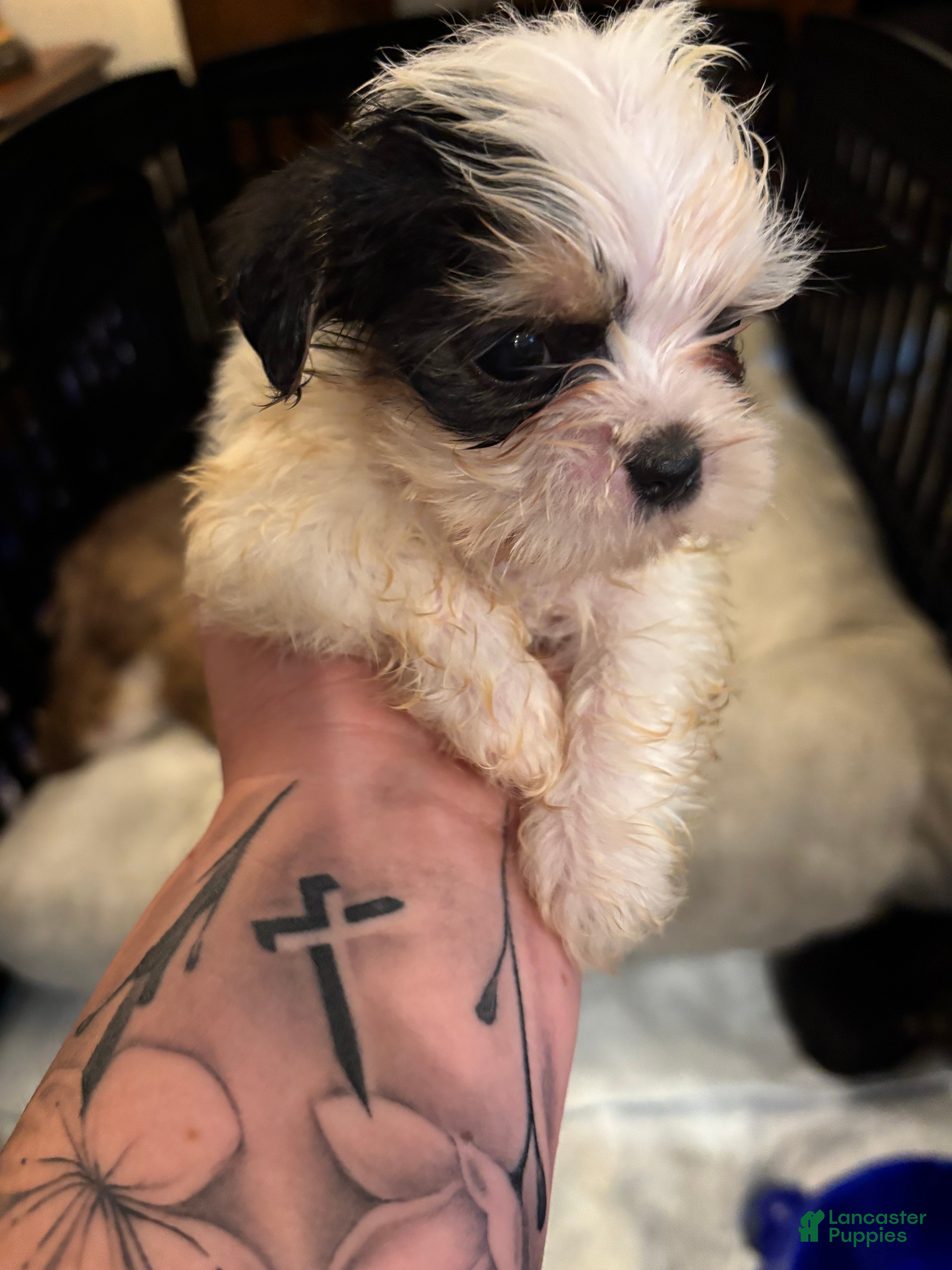 Shorkie dogs Shorkie Puppy 3 - Ad 29