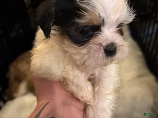 Shorkie dogs Shorkie Puppy 3 - Ad 32