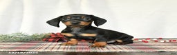 Miniature Dachshund dogs for sale: Scamper - Ad 4