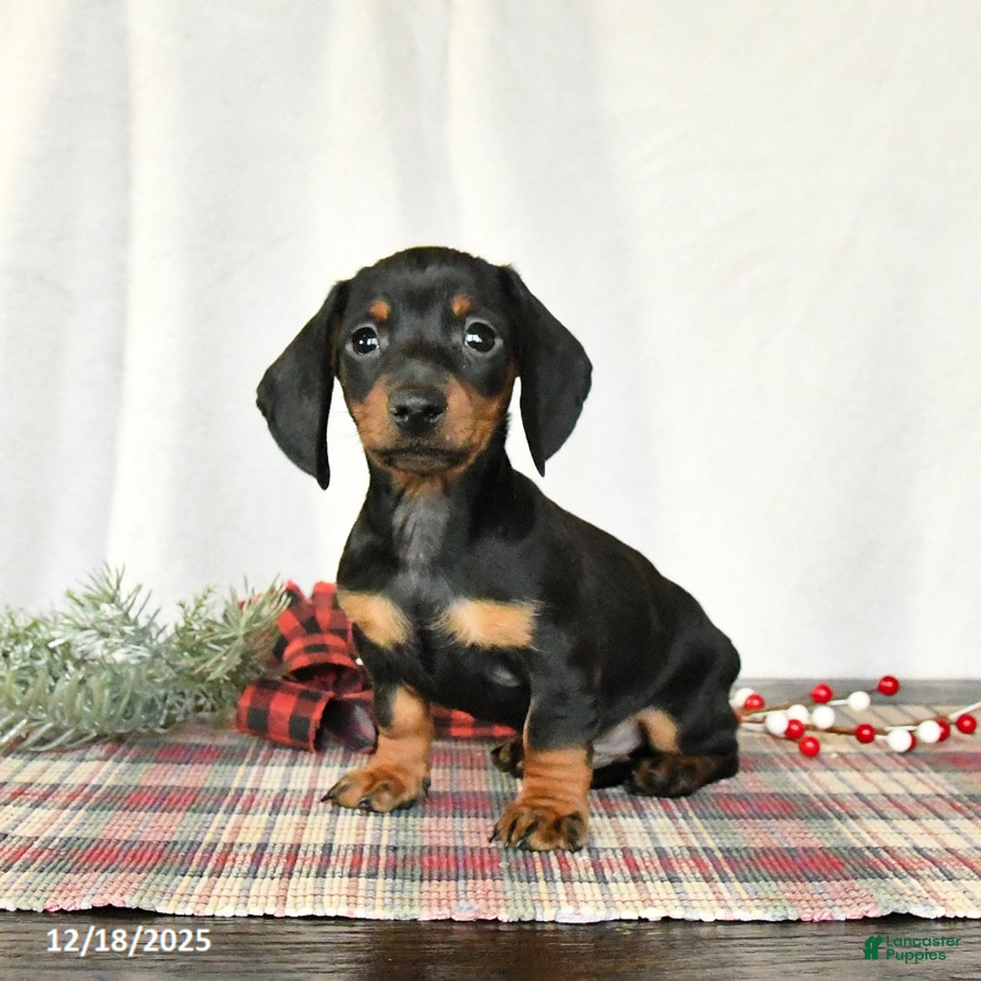 Miniature Dachshund dogs for sale: Scamper - Ad 4