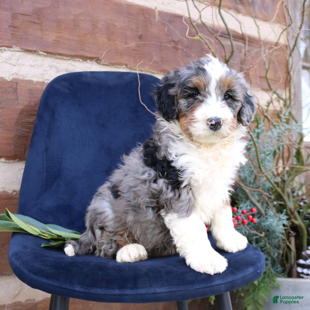 Mini Bernedoodle dogs for sale: Arlo  - Ad 3