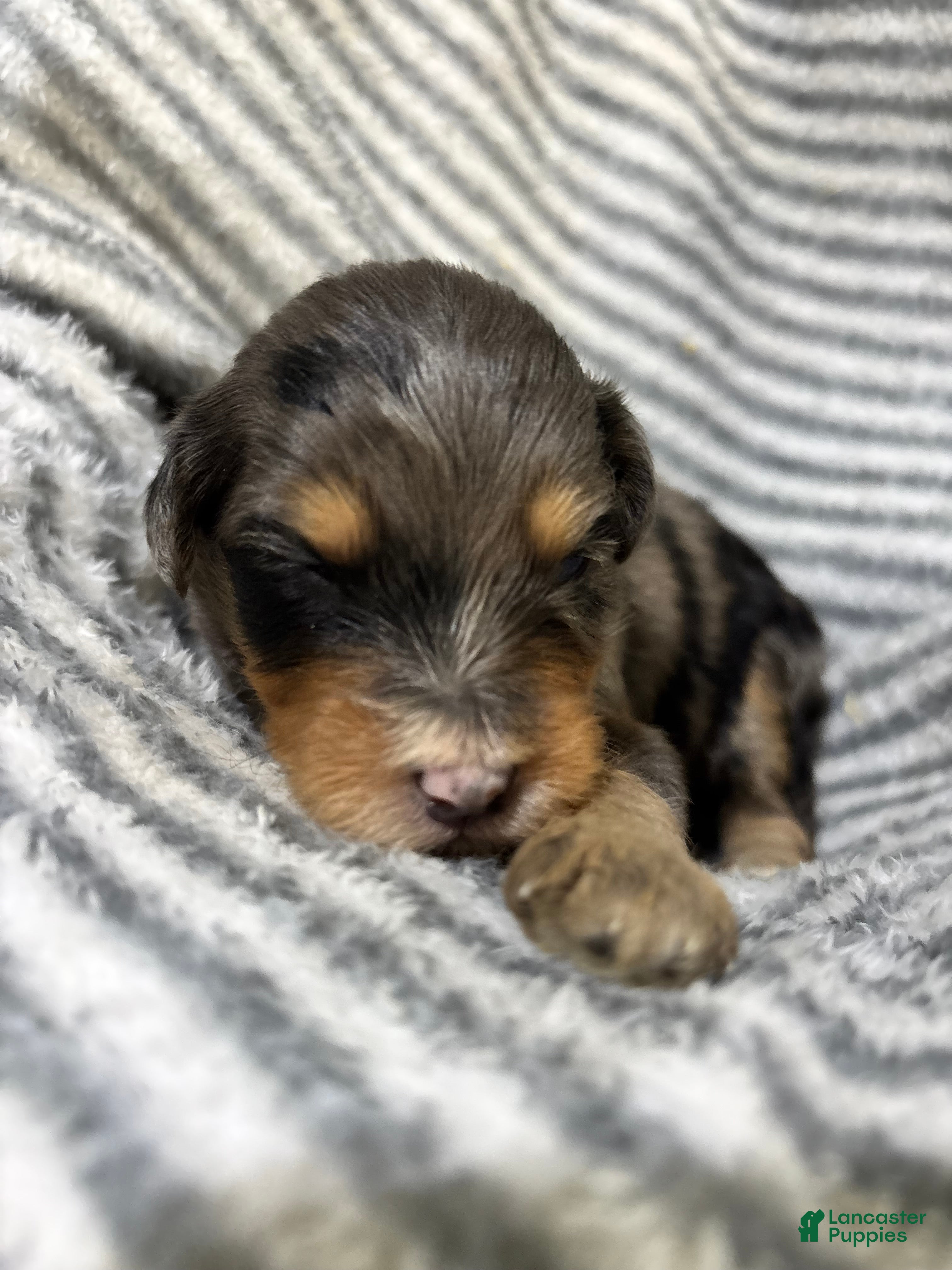 Aussiedoodle dogs Aussiedoodle 9 - Ad 2