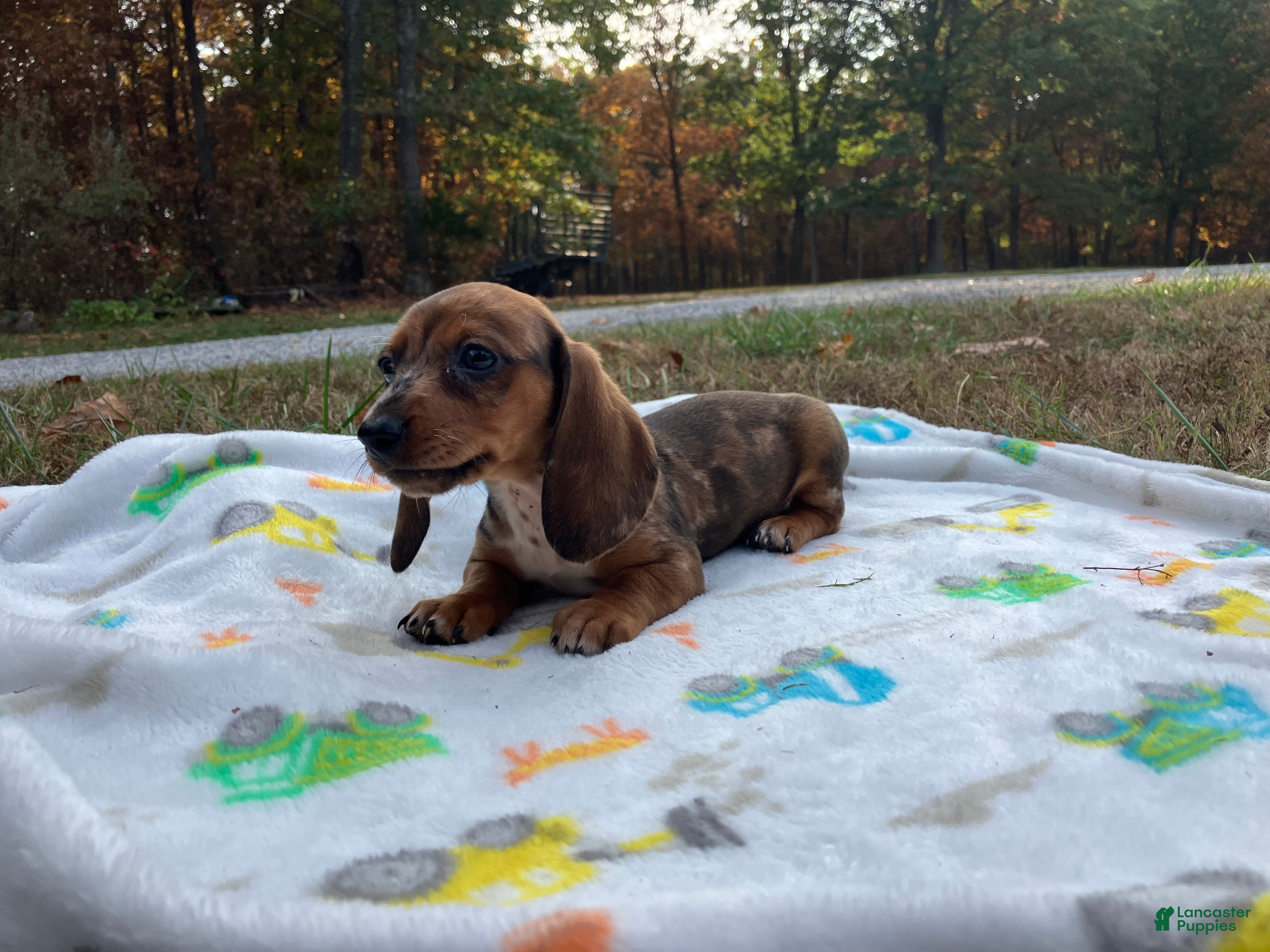Miniature Dachshund dogs for sale: Franklin - Ad 1
