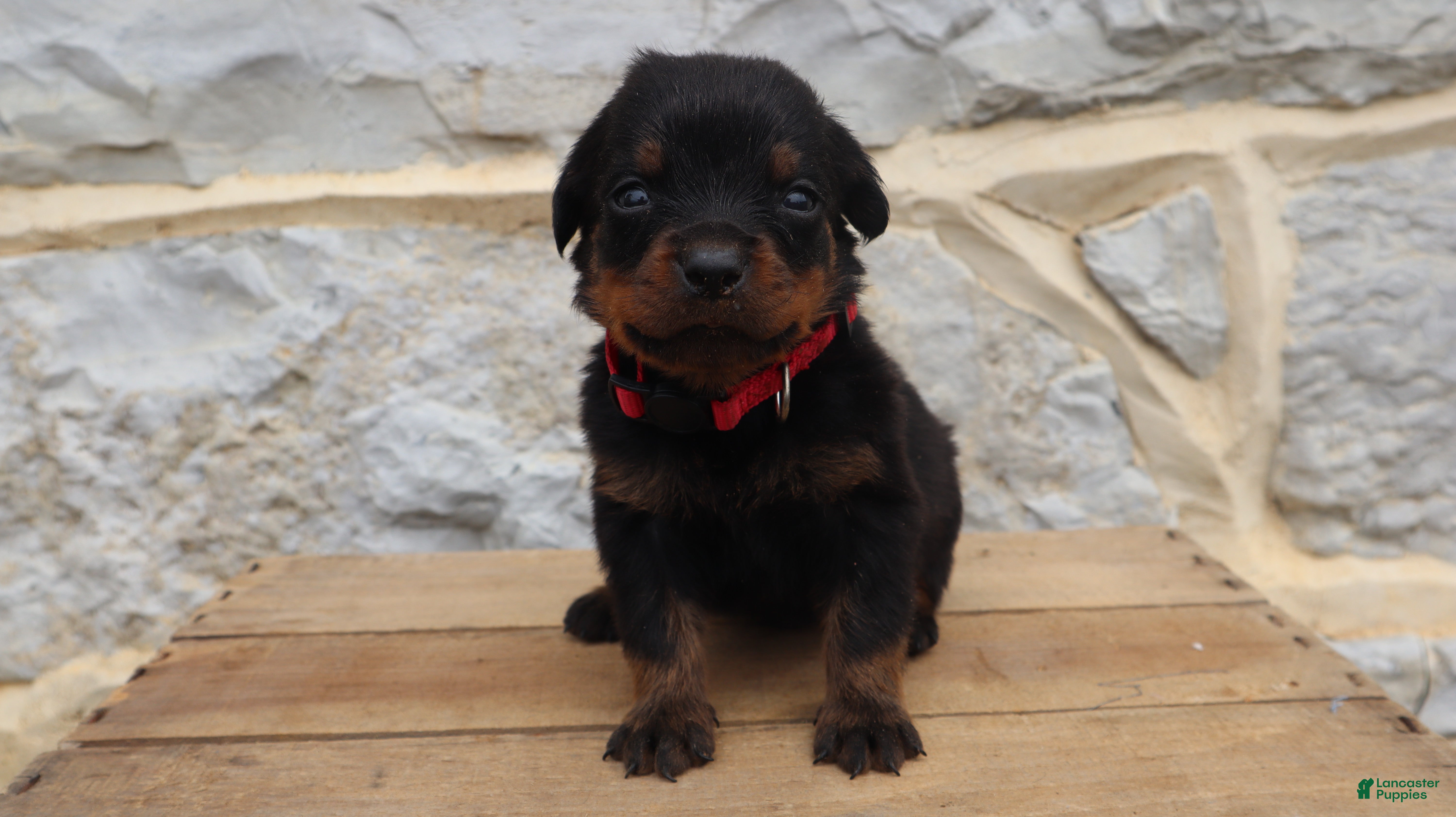 Rottweiler dogs for sale: Brock - Ad 3