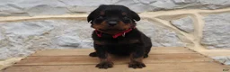 Rottweiler dogs for sale: Brock - Ad 1
