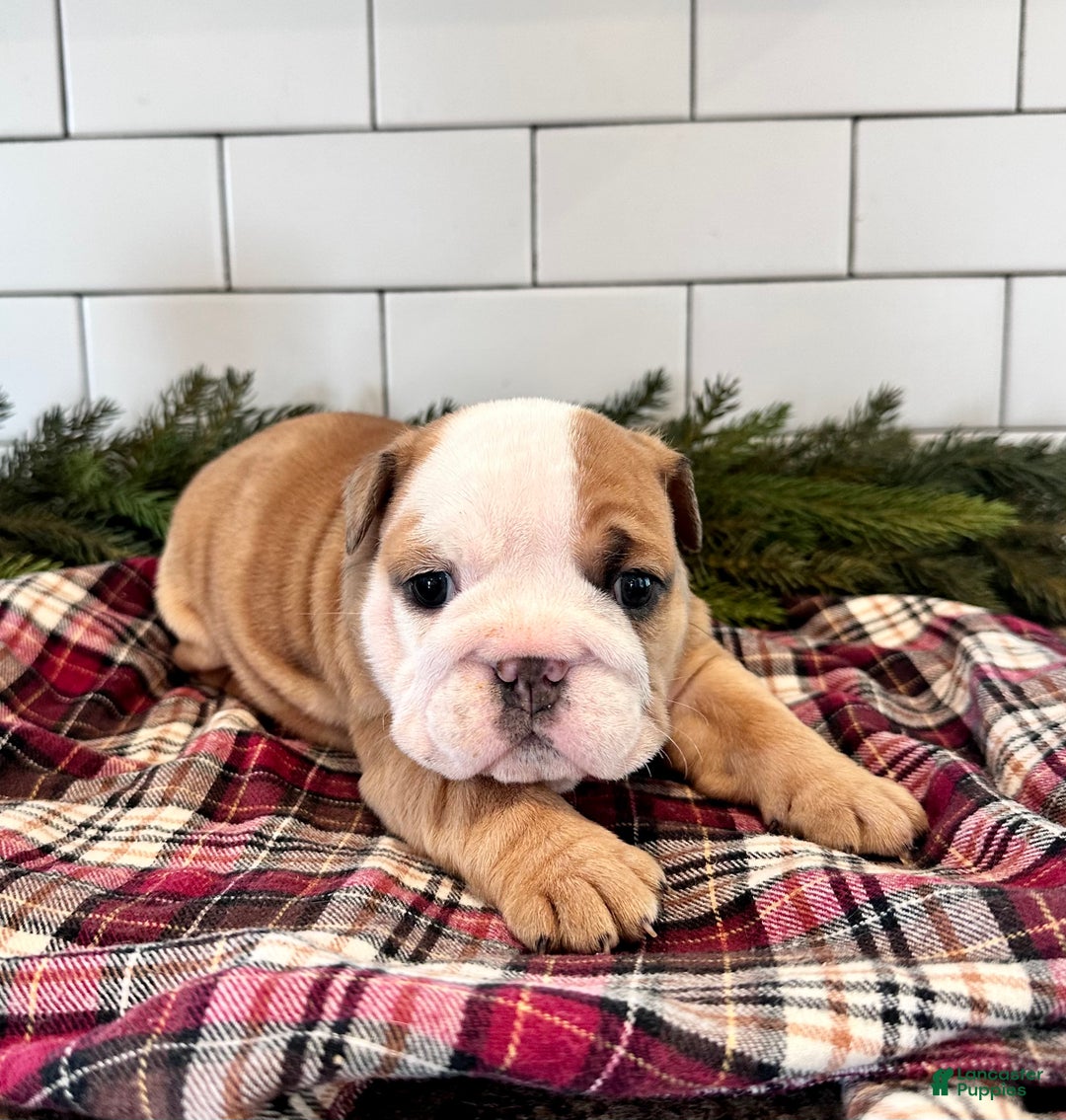 English Bulldog dogs for sale: Mabel - Ad 1