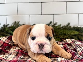 English Bulldog dogs Mabel - Ad 25
