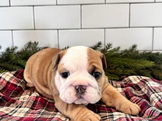 English Bulldog dogs for sale: Mabel - Ad 4