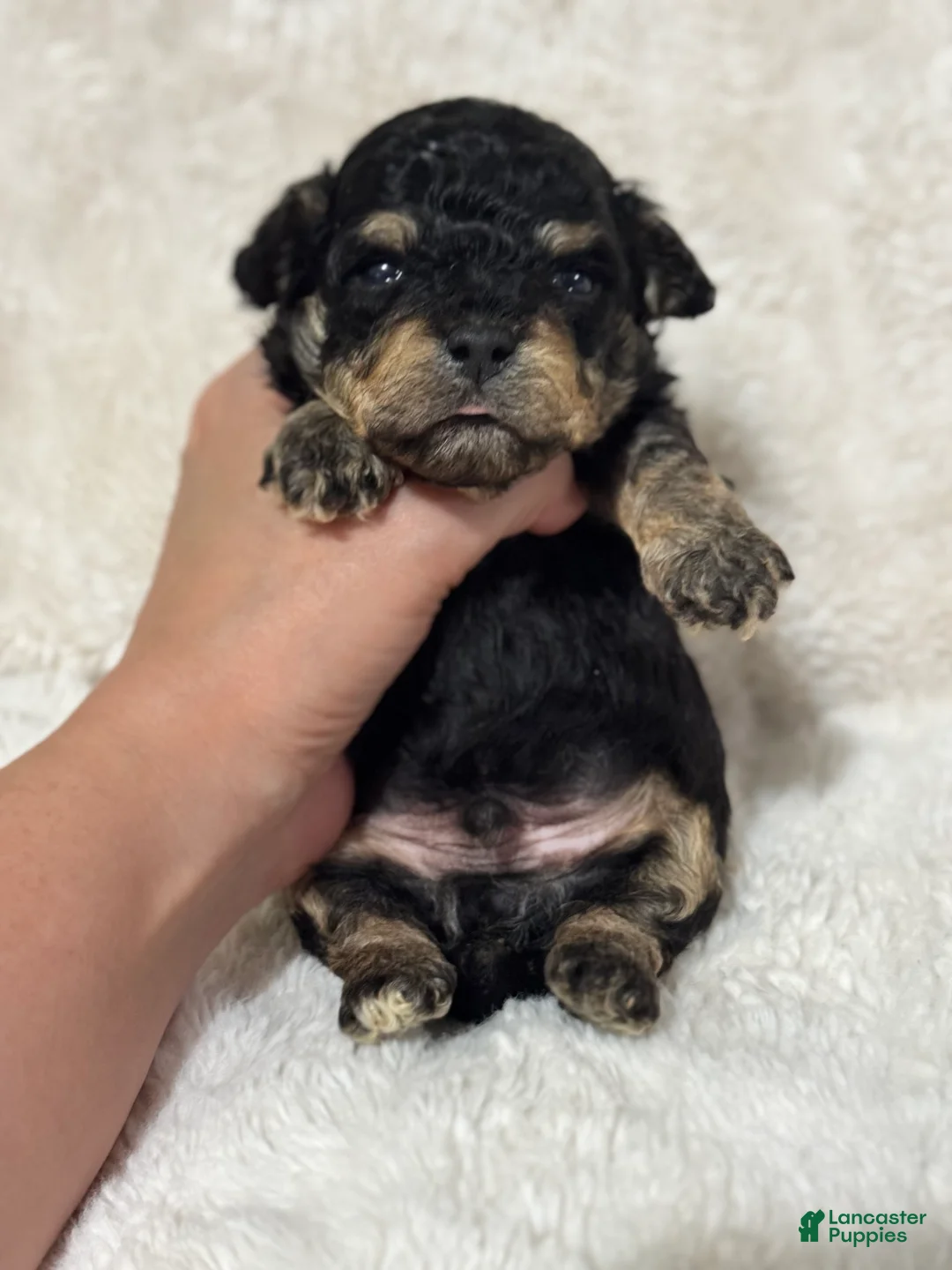 Toy Poodle dogs for sale: Boone - Ad 2