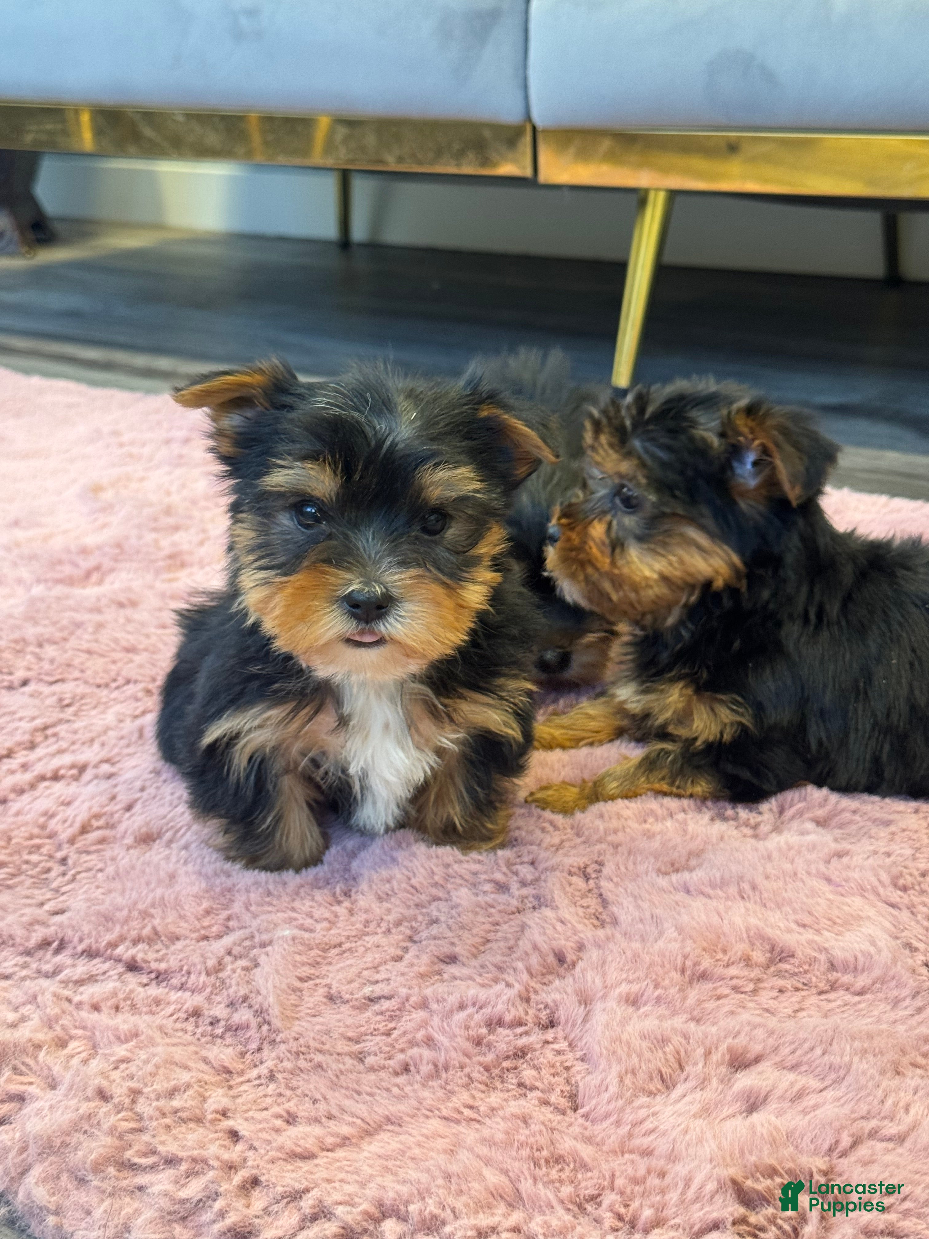 Yorkshire Terrier dogs Jessie - Ad 30