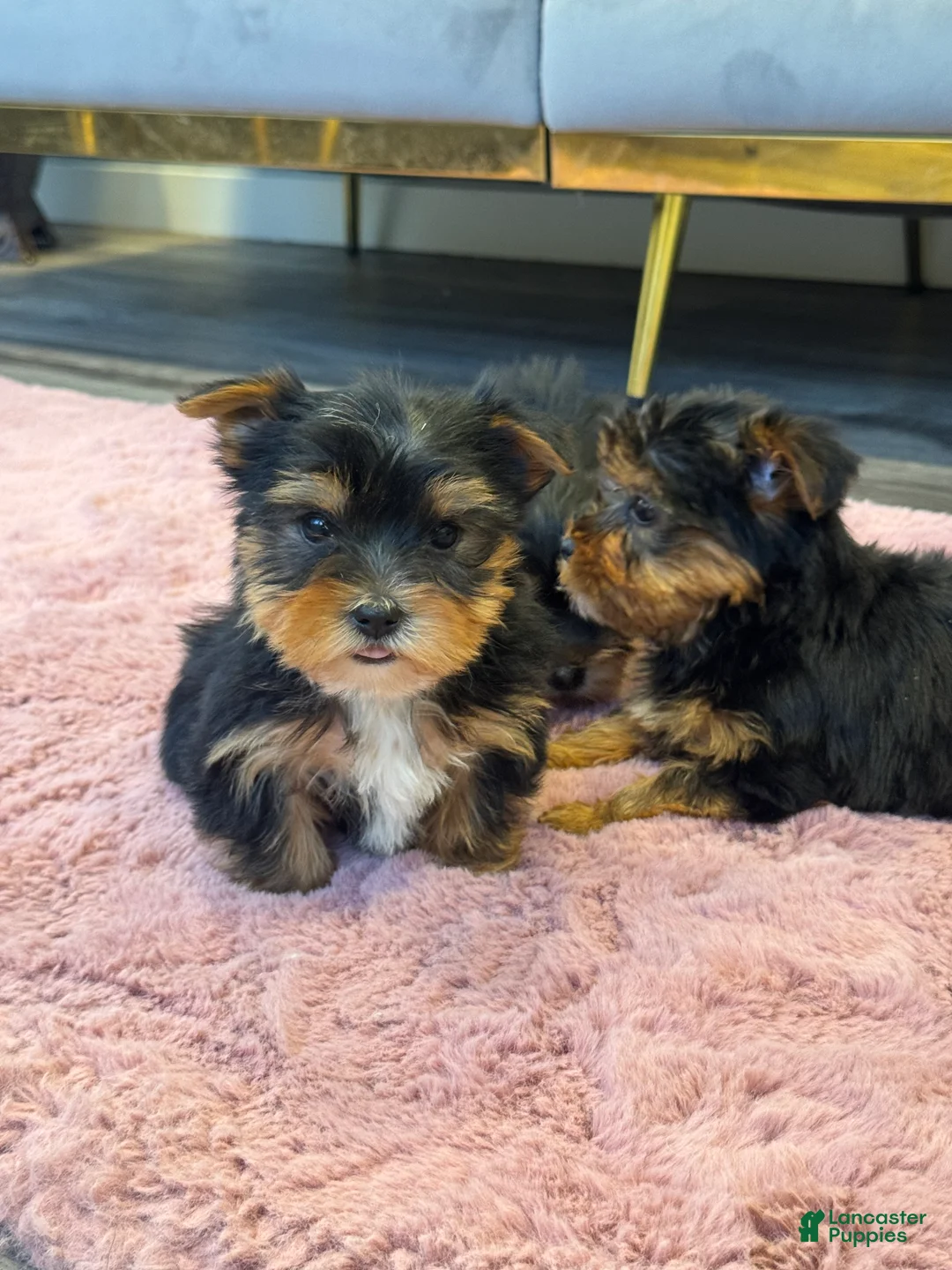 Yorkshire Terrier dogs for sale: Jessie - Ad 1