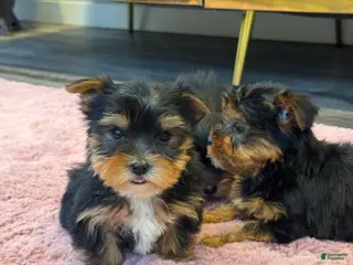 Yorkshire Terrier dogs Jessie - Ad 30