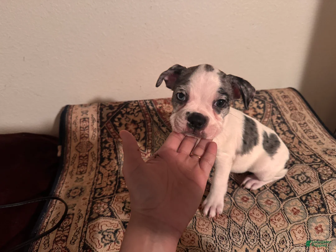 Frenchton dogs for sale: Sasha - Ad 2