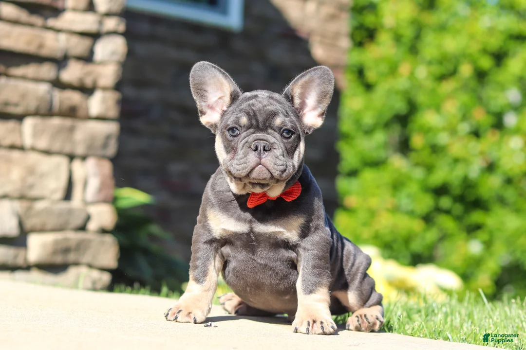 French Bulldog dogs for sale: Bentley - Ad 1
