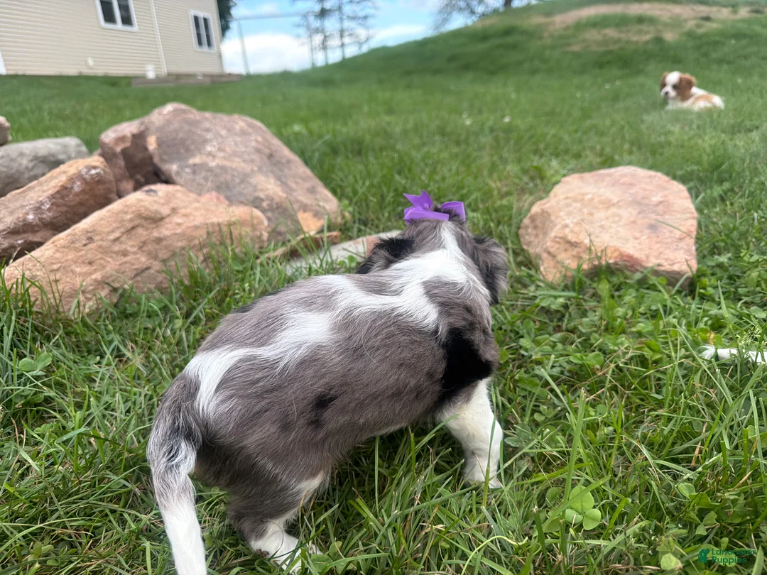 Cavalier King Charles Spaniel dogs for sale: Leila - Ad 2