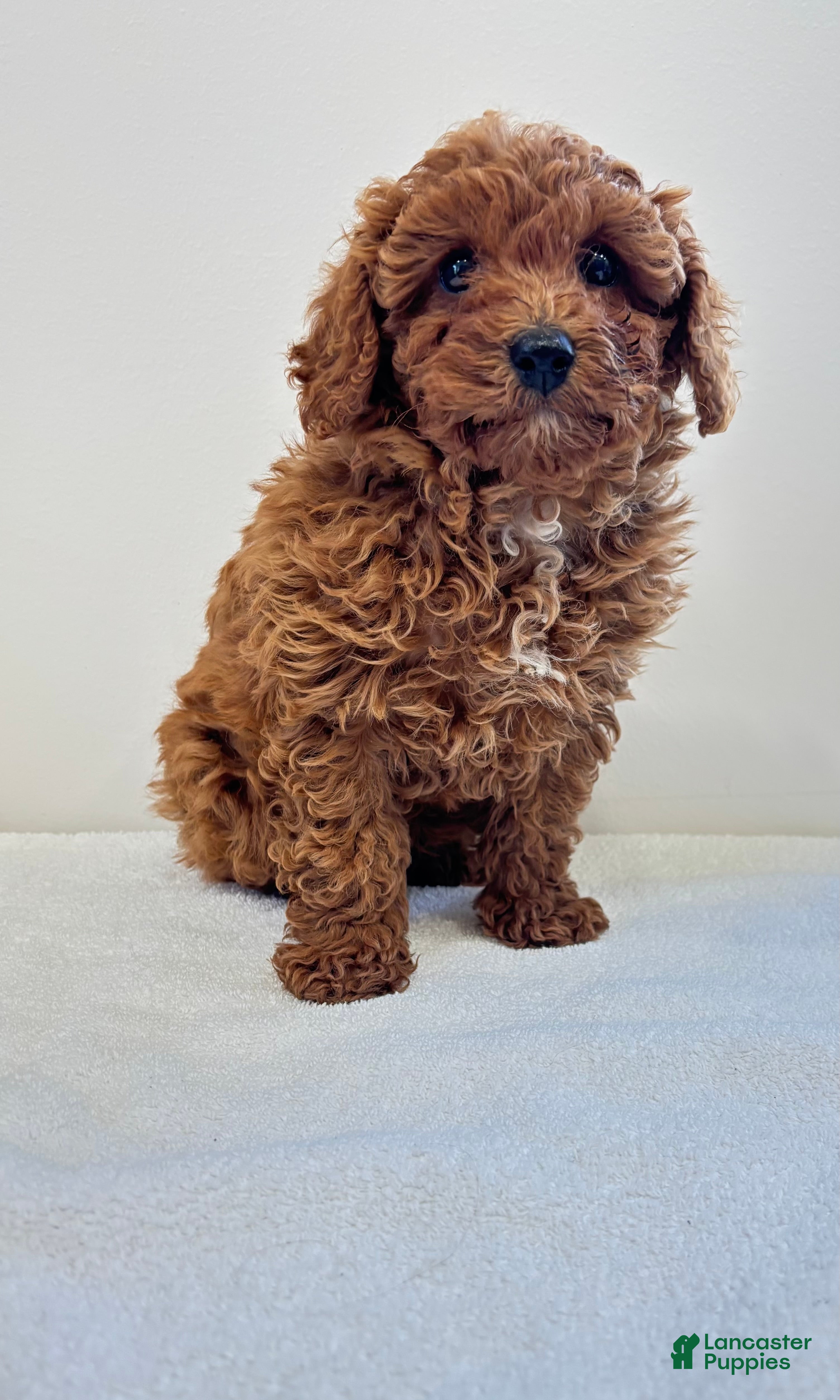 Miniature Poodle dogs Miniature Poodle Puppy 1 - Ad 1