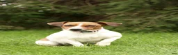Jack Russell Terrier dogs for sale: Lakelyn - Ad 4