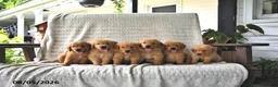 Golden Retriever dogs for sale: Jackson - Ad 5