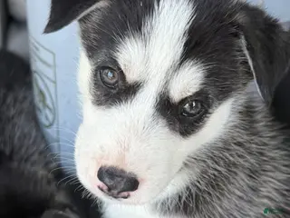 Siberian Husky dogs Siberian Husky Puppy 6 - Ad 3