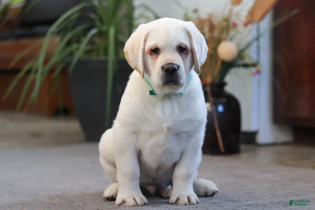 Labrador Retriever dogs for sale: Seth - Ad 3