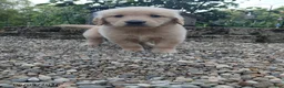 Golden Retriever dogs for sale: Ralph - Ad 1