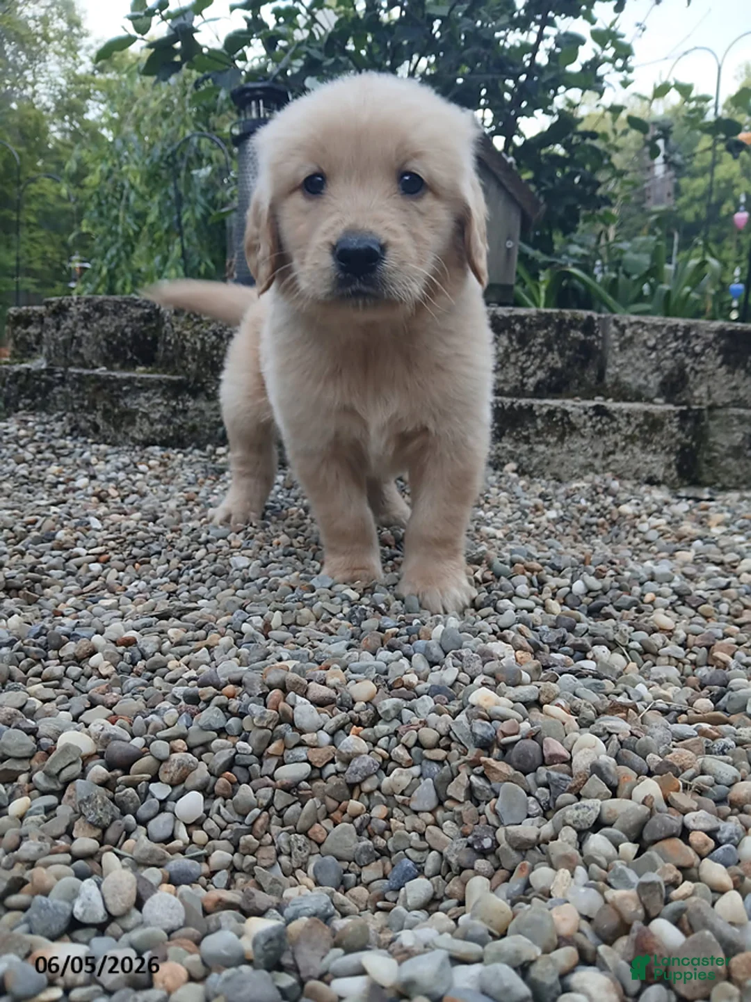 Golden Retriever dogs for sale: Ralph - Ad 1