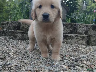 Golden Retriever dogs for sale: Ralph - Ad 1