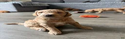 Goldendoodle dogs for sale: Duke - Ad 4