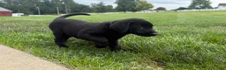Labrador Retriever dogs for sale: Duke - Ad 4