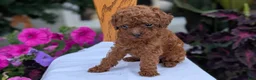 Toy Poodle dogs for sale: Zion - Ad 5