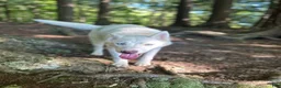 Siberian Husky dogs for sale: Moose 🫎  - Ad 5