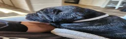Cane Corso dogs for sale: Cane Corso 2 - Ad 58