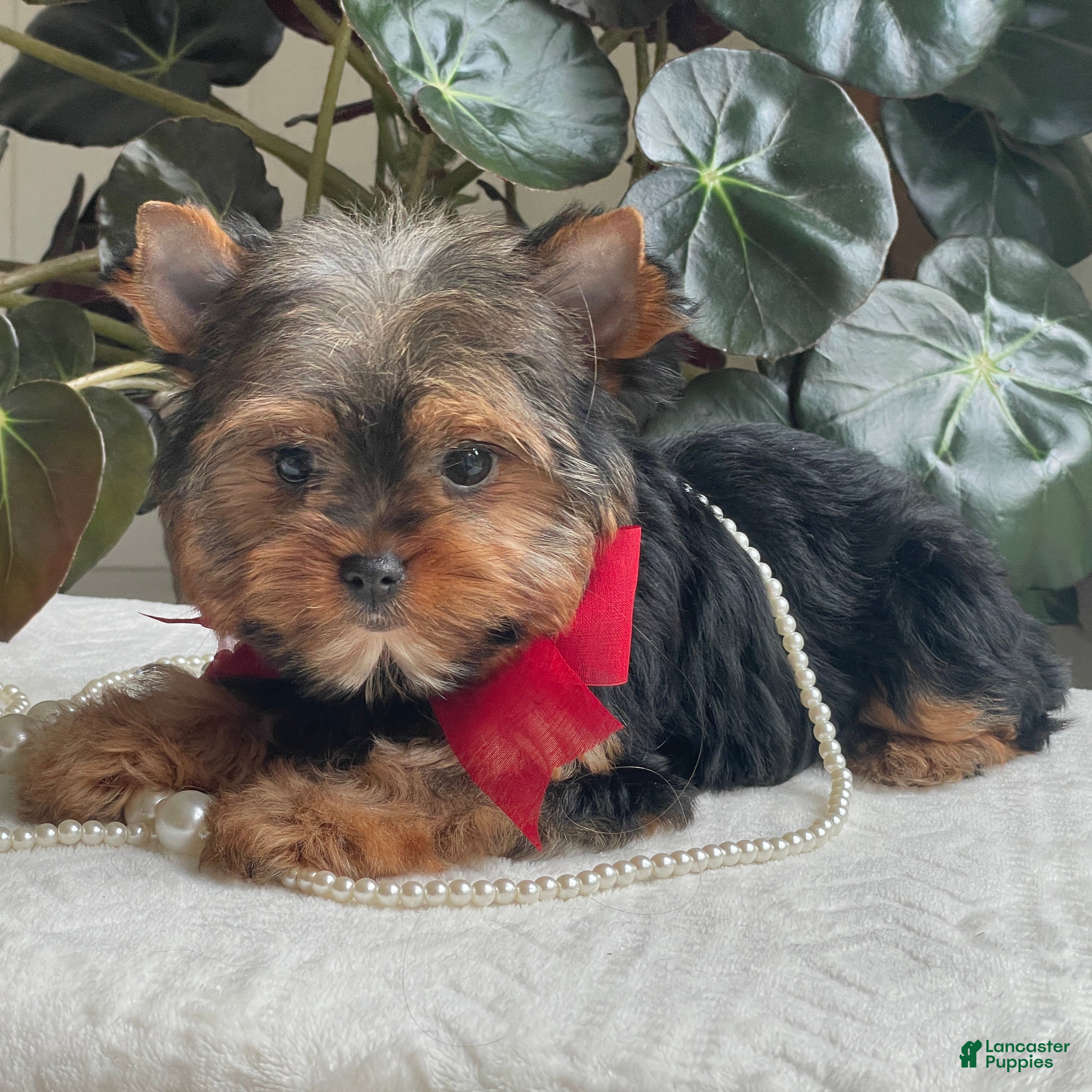 Yorkshire Terrier dogs Fido - Ad 2