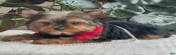 Yorkshire Terrier dogs for sale: Fido - Ad 2