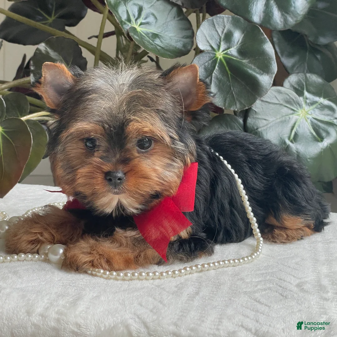 Yorkshire Terrier dogs for sale: Fido - Ad 2
