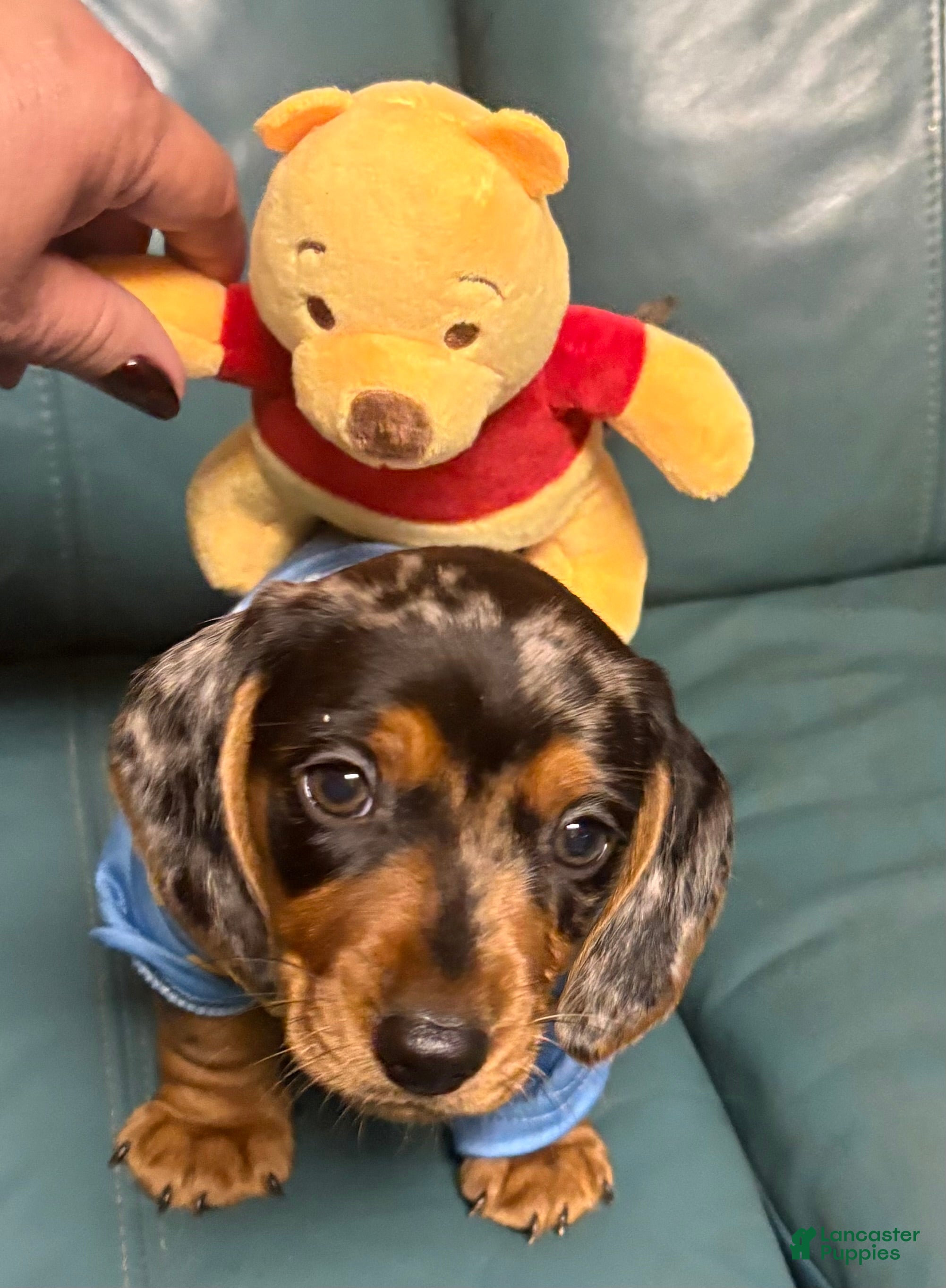 Miniature Dachshund dogs Miniature Dachshund 1 - Ad 1