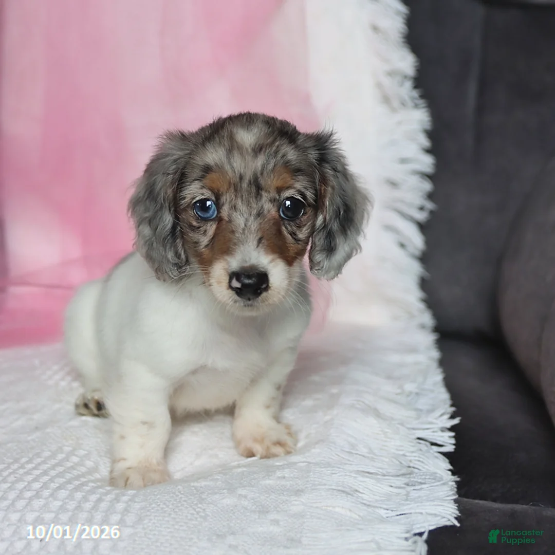 Miniature Dachshund dogs for sale: Twinkle - Ad 5