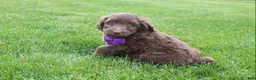 Mini Aussiedoodle dogs for sale: Charlie - Ad 5