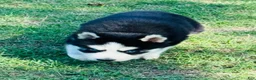 Siberian Husky dogs for sale: Maci - Ad 14
