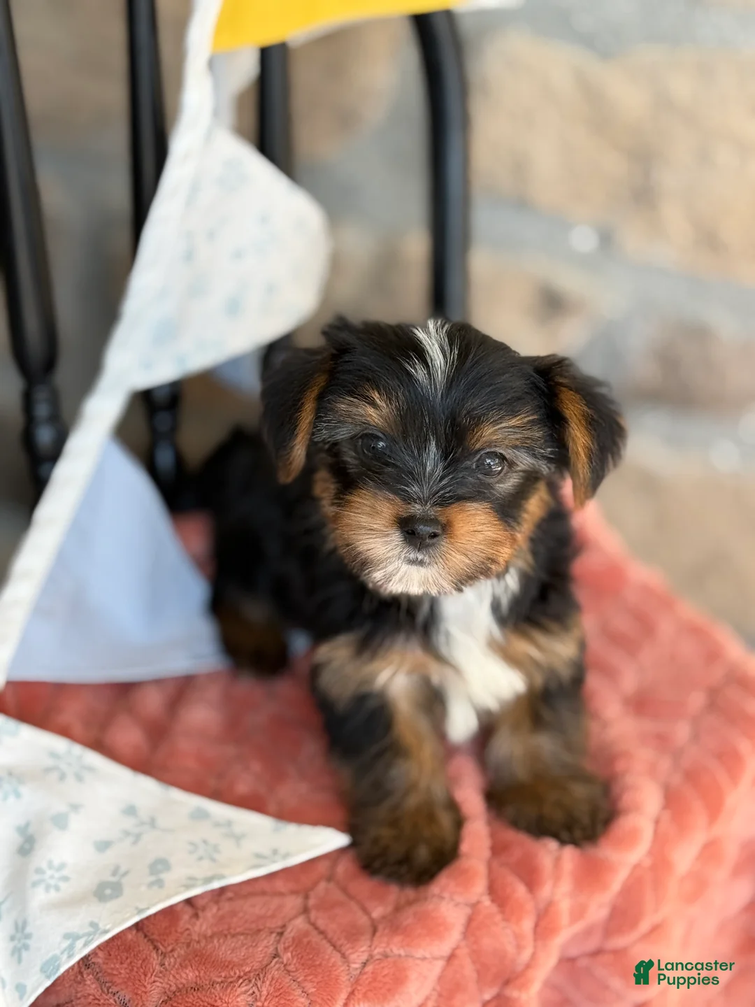 Yorkshire Terrier dogs for sale: Bear - Ad 1