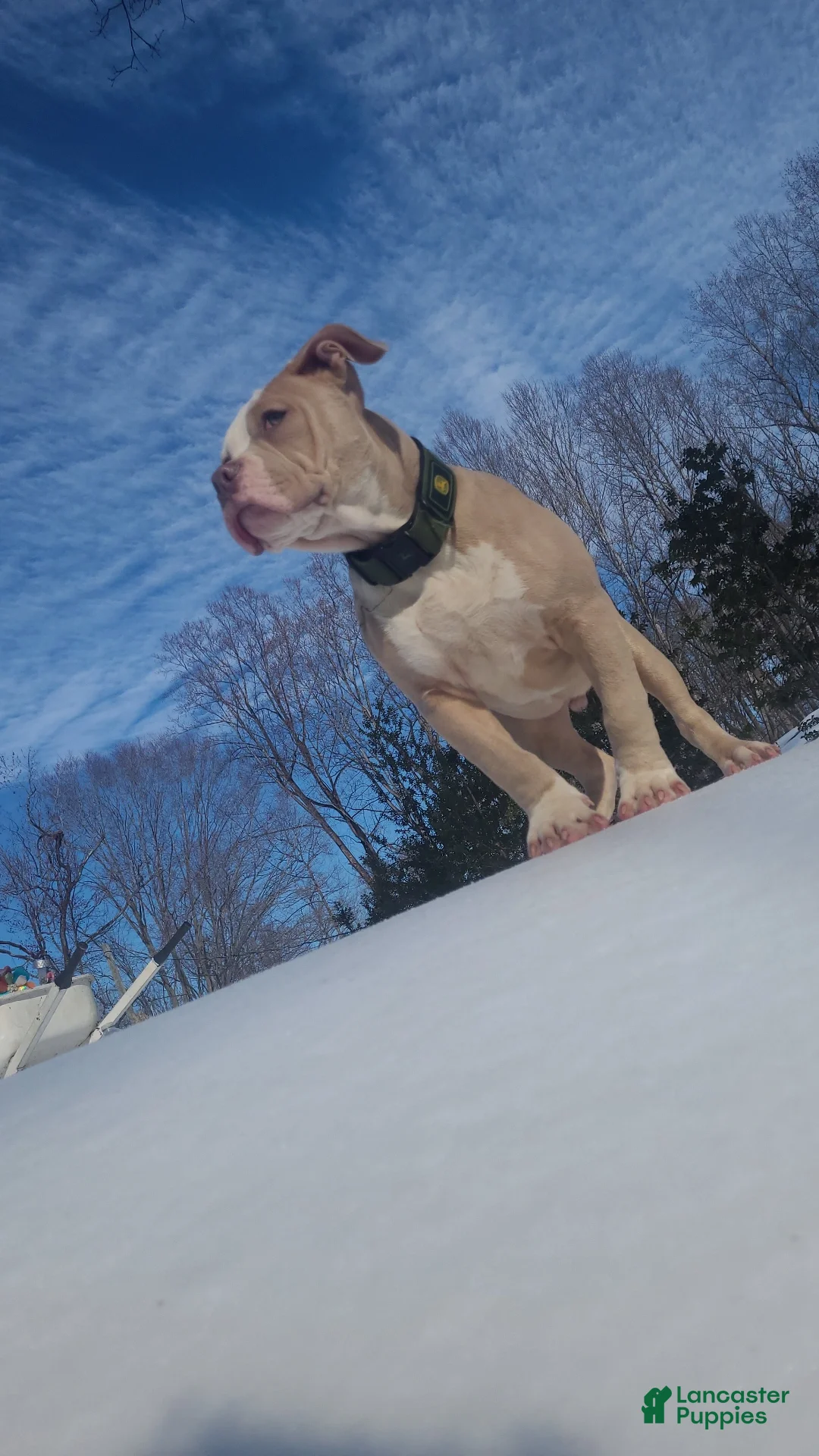 American Bully dogs for sale: 5 Month Old ABKC American Bully – GrCh Bloodline – Thick & Compact - Ad 3