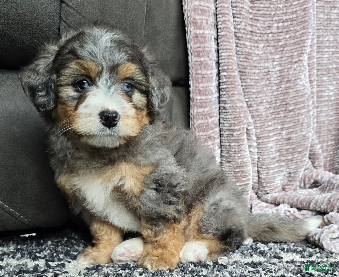 Mini Bernedoodle dogs for sale: Mini Watts - Ad 43