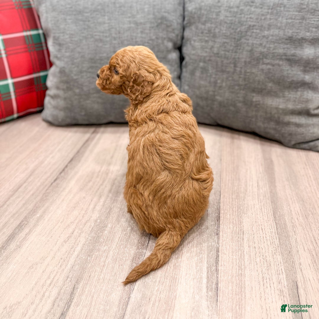Mini Goldendoodle dogs for sale: Jimmy - Ad 5