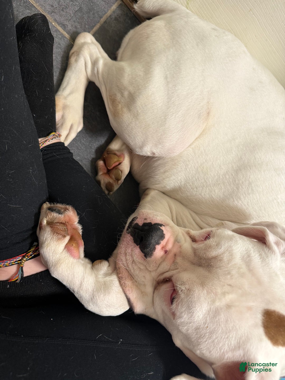 Boxer dogs for sale: Green - Ad 4